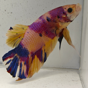 betta splendens man
