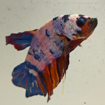 betta splendens man