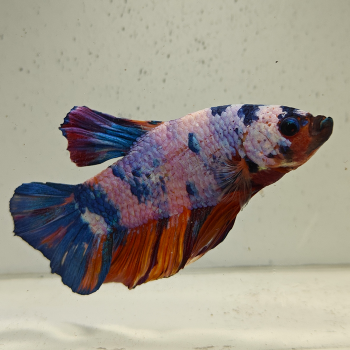 betta splendens man