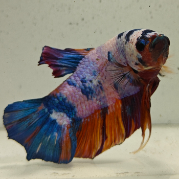 betta splendens man