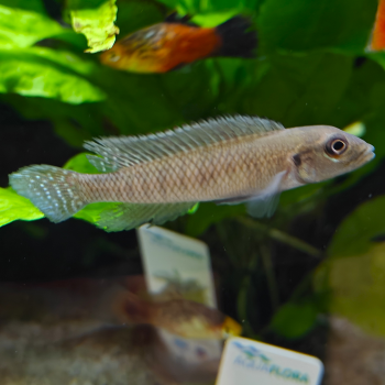 Lamprologus tigripictillis
