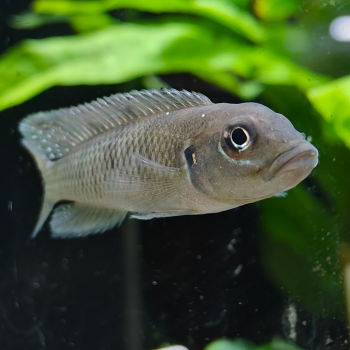 Lamprologus tigripictillis