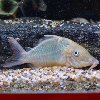 Brochis multiradiatus