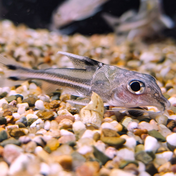 tenellus trimaculatus