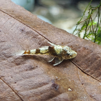 Parotocinclus sp. 3