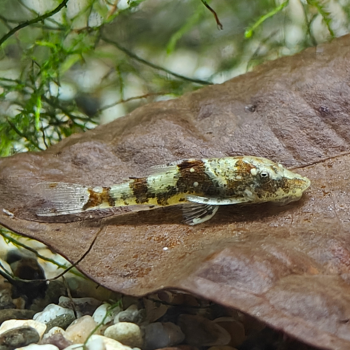 Parotocinclus sp. 3