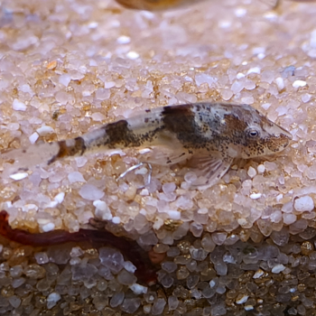 Parotocinclus sp. 3