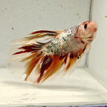 betta splendens man