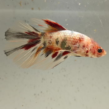 betta splendens man