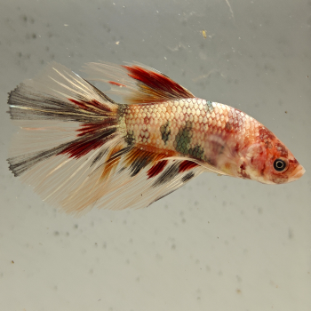 betta splendens man
