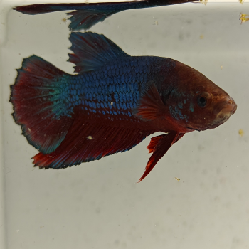 betta splendens man