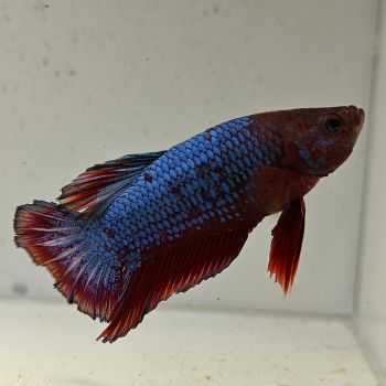 betta splendens man