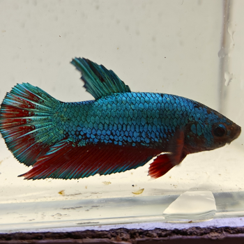 betta splendens man