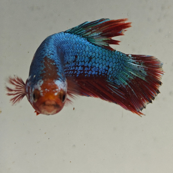 betta splendens man