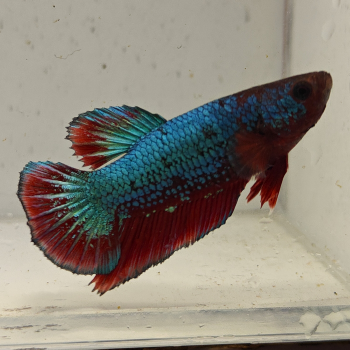 betta splendens man