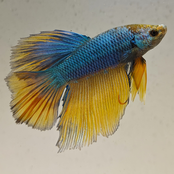 betta splendens man