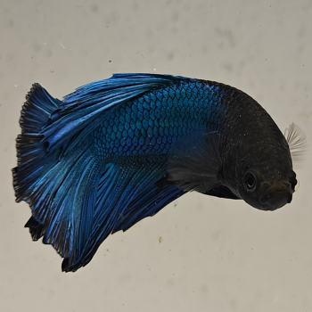 betta splendens man