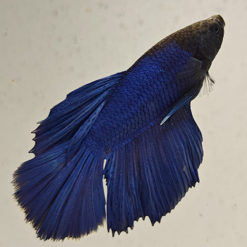 betta splendens man