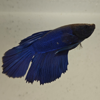 betta splendens man