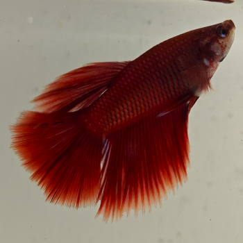 betta splendens man