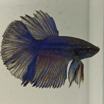 betta splendens man