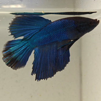 betta splendens man