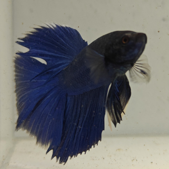 betta splendens man