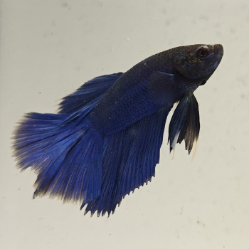 betta splendens man