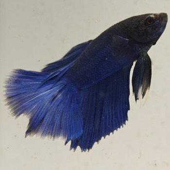 betta splendens man
