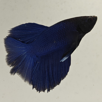 betta splendens man