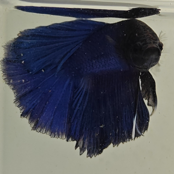 betta splendens man
