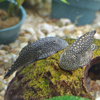 gastromyzon borneensis