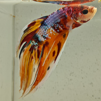 betta splendens man
