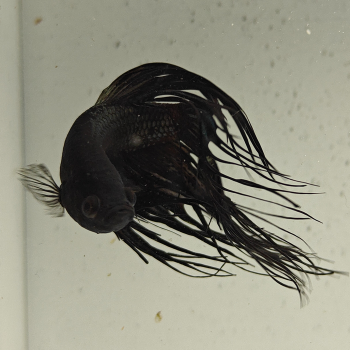 betta splendens man
