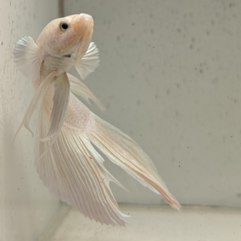 betta splendens man