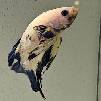 betta splendens man
