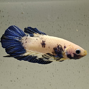 betta splendens man