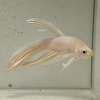 betta splendens man
