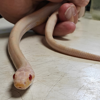 Pantherophis guttatus 