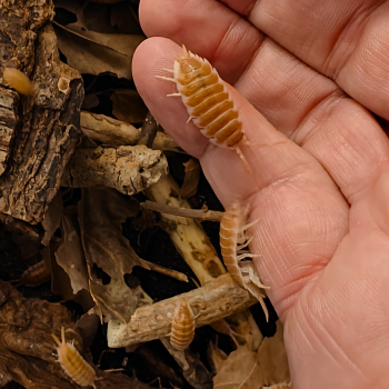 Porcellio hoffmannseggi