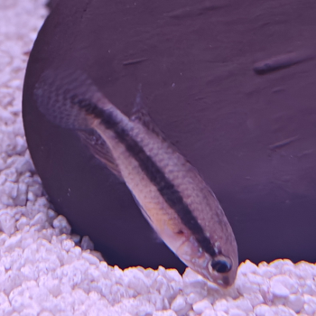 Apistogramma lineata