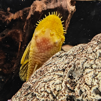 Ancistrus cf. cirrhosus (goud)