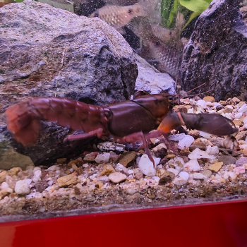Cherax boesemani
