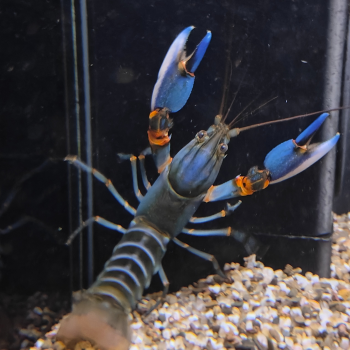 Cherax alyciae