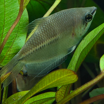 Sphaerichthys acrostoma