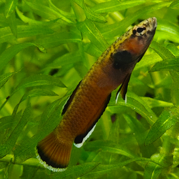 betta albimarginata