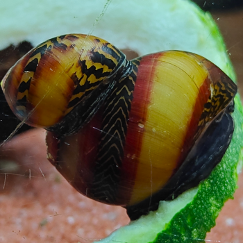 Neritina vittina waigiensis