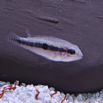 Apistogramma lineata