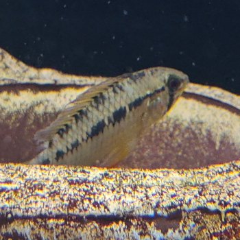 Apistogramma sp. D24