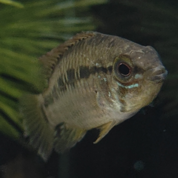 Apistogramma sp. D24